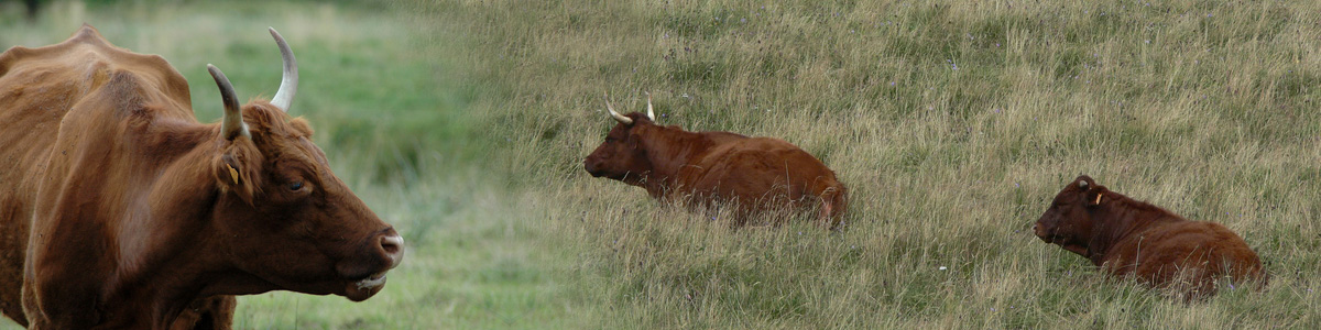 Les vaches Salers